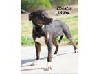 Adopt Chester a Mixed Breed