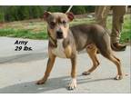 Adopt Arny a Mixed Breed