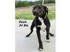 Adopt Pooh a Mixed Breed