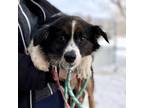 Adopt Butch Cassidy--In Foster a Australian Shepherd, Shetland Sheepdog /