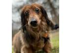 Adopt Buddy a Dachshund