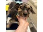 Adopt Slow Mo a Wirehaired Dachshund, Yorkshire Terrier