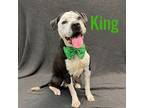 Adopt KIng a Pit Bull Terrier