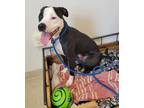 Adopt Mega a Pit Bull Terrier, Mixed Breed