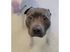 Adopt Seacil a Pit Bull Terrier, Mixed Breed