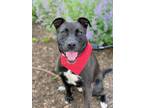 Adopt Bryce SCAS a Labrador Retriever, Terrier