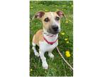 Adopt Pedro Lowrider Bean a Jack Russell Terrier