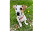 Adopt Pirate Lowrider Bean a Jack Russell Terrier