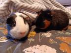Adopt Peanut butter & Jelly a Short-Haired, Guinea Pig