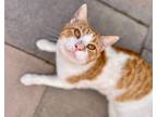 Adopt Arthur a American Shorthair