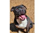 Adopt CHESS a Pit Bull Terrier