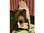 Adopt CHICKEN a Pit Bull Terrier