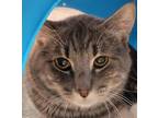 Adopt CUPID a Domestic Short Hair