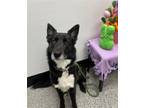 Adopt MARVIN MARTIAN a Border Collie, Mixed Breed