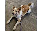 Adopt Marchy a Border Collie, Cattle Dog