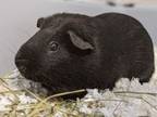 Adopt Jasper a Guinea Pig