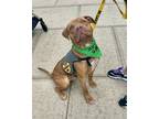 Adopt Jayden a Pit Bull Terrier, Mixed Breed