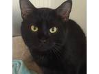 Adopt Maximus a Domestic Short Hair