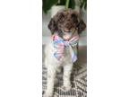 Adopt Bigsby a Poodle