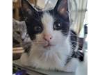 Adopt Toad a Domestic Short Hair