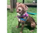 Adopt Ty a American Staffordshire Terrier, Mixed Breed