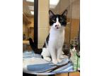 Adopt Wild Rover a Domestic Short Hair