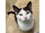 Adopt Timmy a Domestic Short Hair