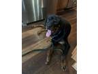 Adopt Bartholomew a Rottweiler