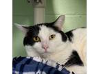 Adopt Nicky a Domestic Short Hair