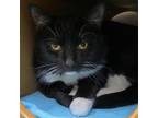 Adopt Jersey Boy a Domestic Short Hair