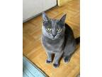 Adopt Ty Rex and DinosOz a Chartreux, British Shorthair