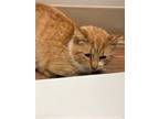 Adopt Oscar a Domestic Short Hair