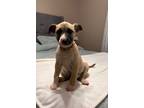 Adopt Bosco FosterHomeSmartSweetPup a Anatolian Shepherd