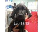 Adopt Leo a Labrador Retriever