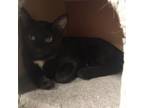 Adopt ANDY a Domestic Short Hair