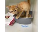 Adopt Sherbet a Domestic Medium Hair