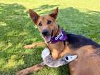 Adopt Diego a German Shepherd Dog, Australian Cattle Dog / Blue Heeler