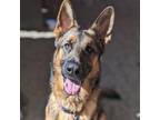 Adopt George (foster) a German Shepherd Dog