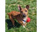 Adopt Homer a Jack Russell Terrier