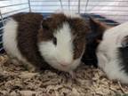 Adopt Mario a Guinea Pig