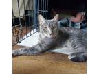 Adopt Smoky a Tabby