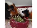 Adopt Robby & Sky a Guinea Pig