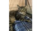 Adopt EDDIE a Domestic Short Hair