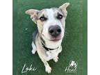 Adopt Loki a Shepherd, Husky