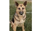 Adopt Sticks a German Shepherd Dog