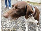 Adopt JESTER a German Shorthaired Pointer