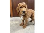 Adopt Frankie a Goldendoodle