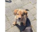 Adopt Arthur a Mixed Breed, Norfolk Terrier