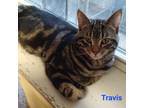 Adopt Travis a Tabby