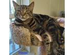 Adopt Trevor a Tabby